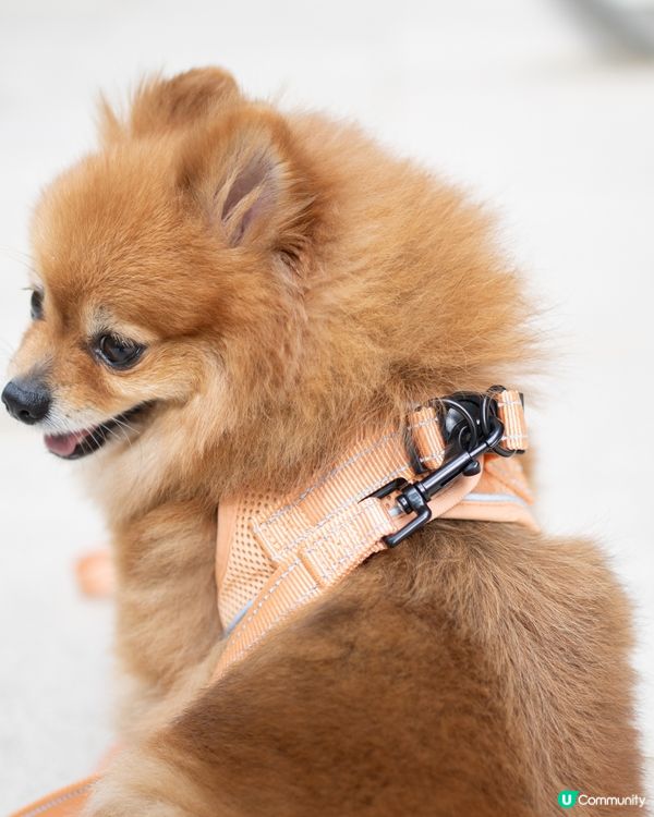 狗狗散步必備｜輕巧又透氣胸帶鏈繩、多色選擇價錢親民