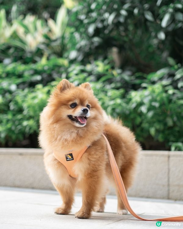 狗狗散步必備｜輕巧又透氣胸帶鏈繩、多色選擇價錢親民