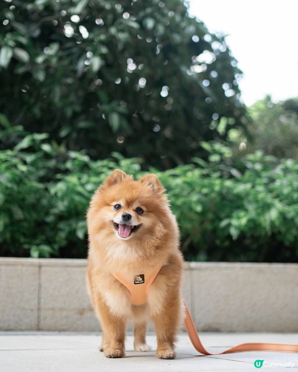 狗狗散步必備｜輕巧又透氣胸帶鏈繩、多色選擇價錢親民