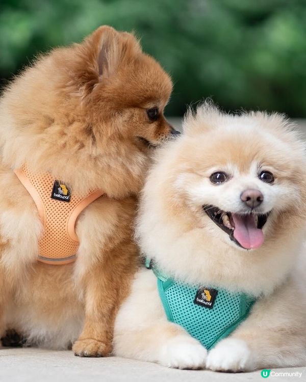 狗狗散步必備｜輕巧又透氣胸帶鏈繩、多色選擇價錢親民