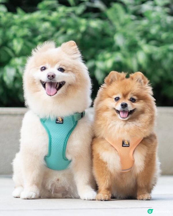 狗狗散步必備｜輕巧又透氣胸帶鏈繩、多色選擇價錢親民