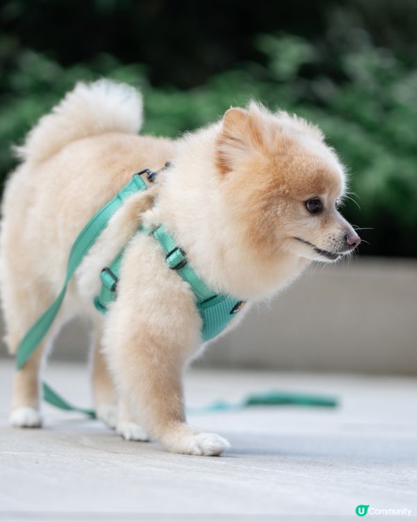 狗狗散步必備｜輕巧又透氣胸帶鏈繩、多色選擇價錢親民