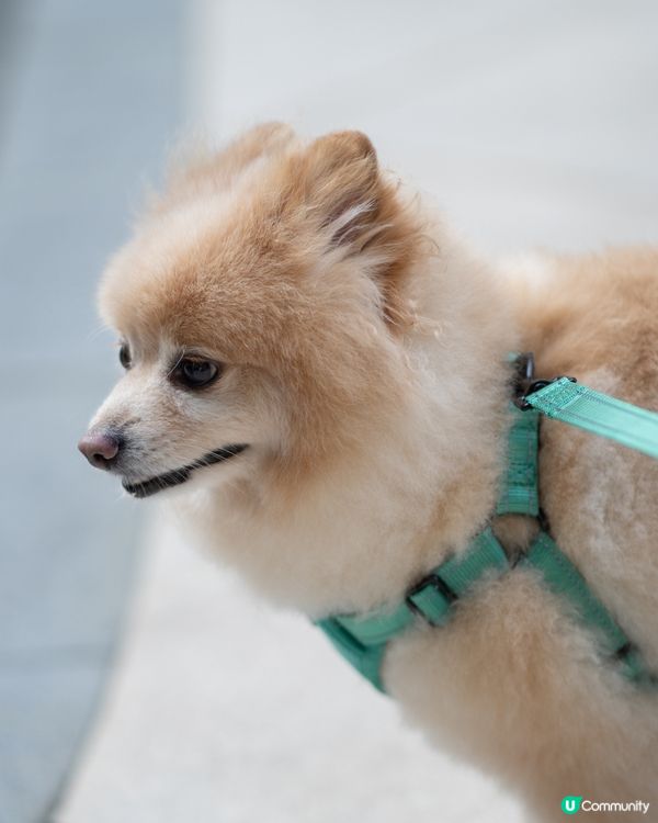 狗狗散步必備｜輕巧又透氣胸帶鏈繩、多色選擇價錢親民