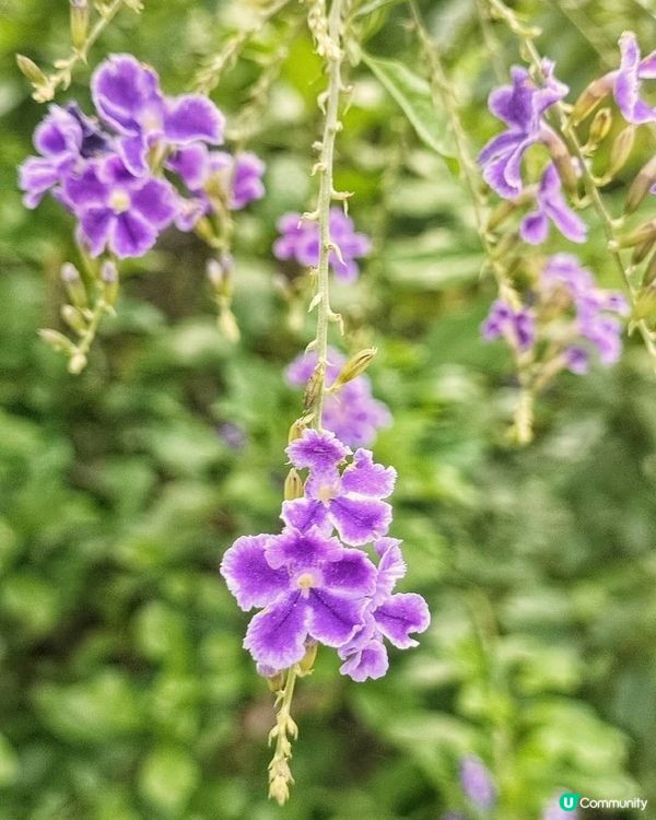 一串串的紫牽牛花，帶來一絲絲的春意