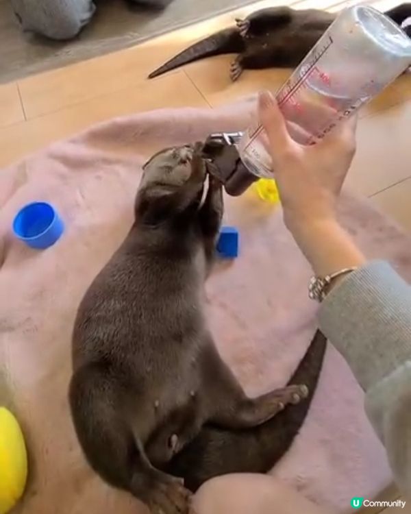 日本水瀨坐大脾之旅 