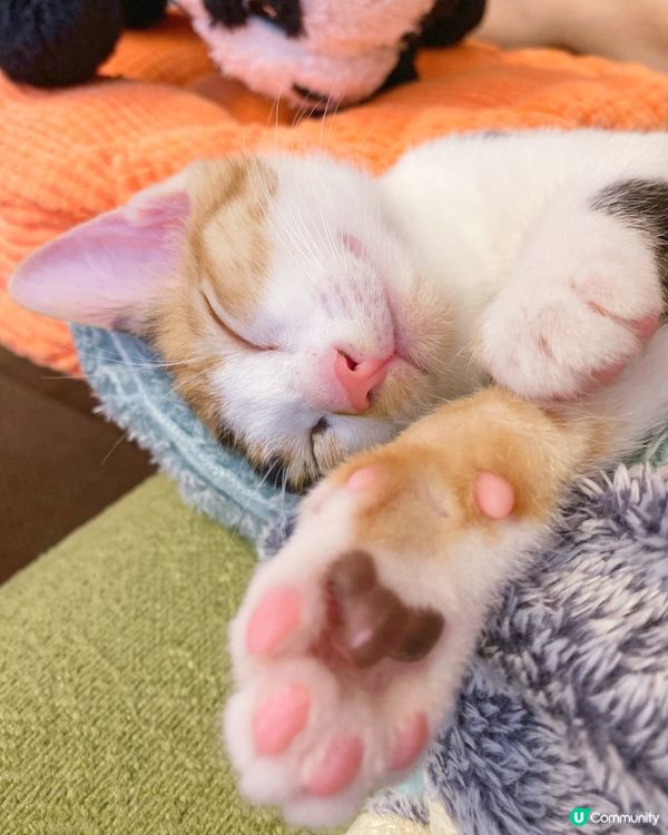 窩在家裡～做隻爛瞓豬🐱🐷😴