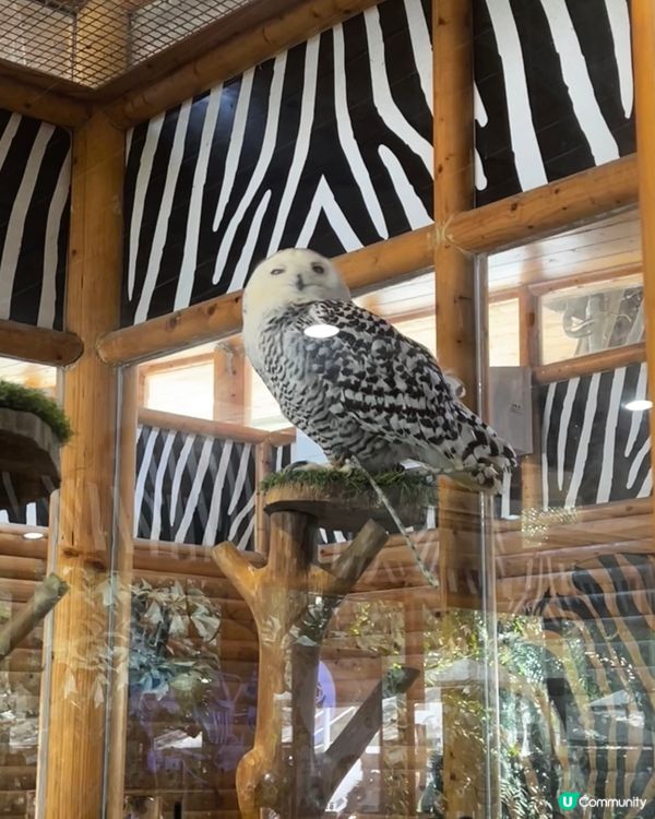 泰國曼谷賽佛瑞野生動物園 Safari World