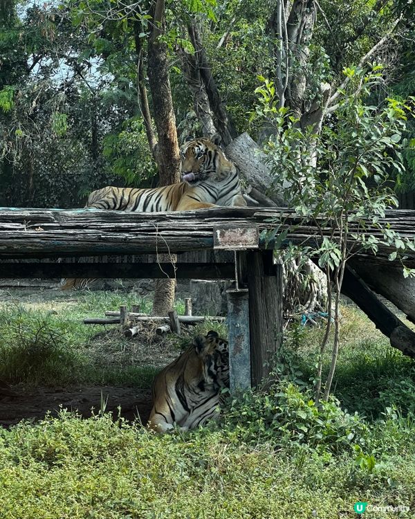 泰國曼谷賽佛瑞野生動物園 Safari World