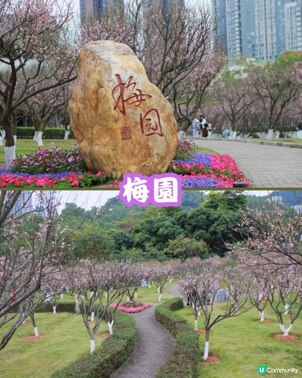 深圳福田10個必去公園-上集💐
