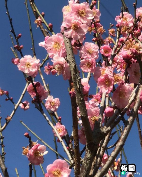 深圳福田10個必去公園-上集💐