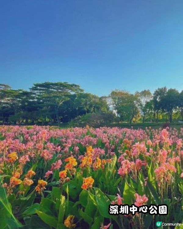 深圳福田10個必去公園-上集💐