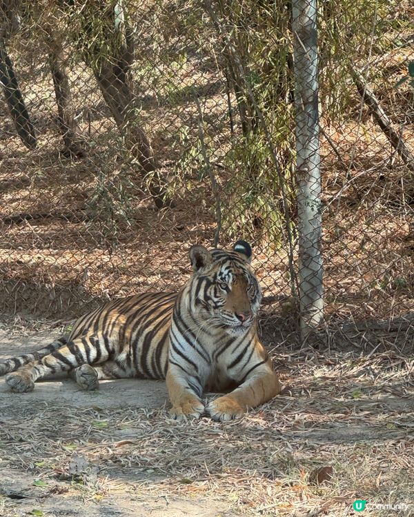 最親近嘅動物園🦒🐑🦓🐅🐆🐇