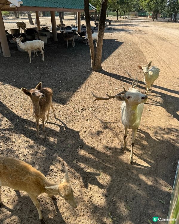 最親近嘅動物園🦒🐑🦓🐅🐆🐇