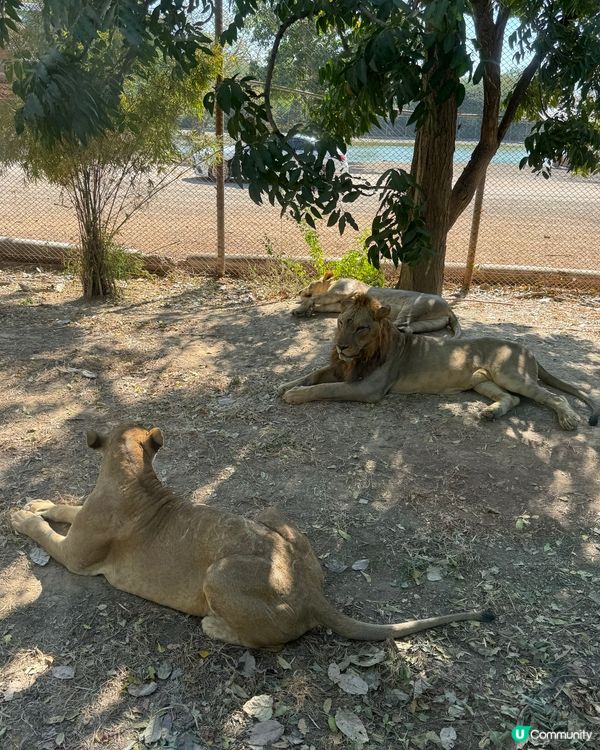 最親近嘅動物園🦒🐑🦓🐅🐆🐇