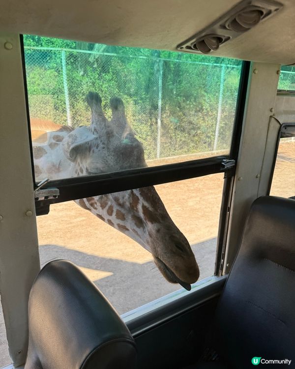 最親近嘅動物園🦒🐑🦓🐅🐆🐇