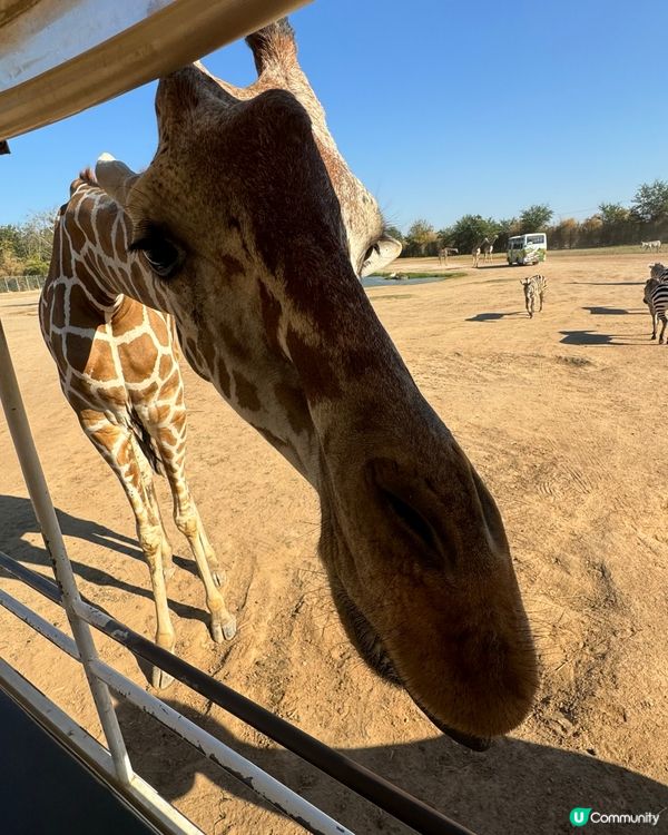 最親近嘅動物園🦒🐑🦓🐅🐆🐇