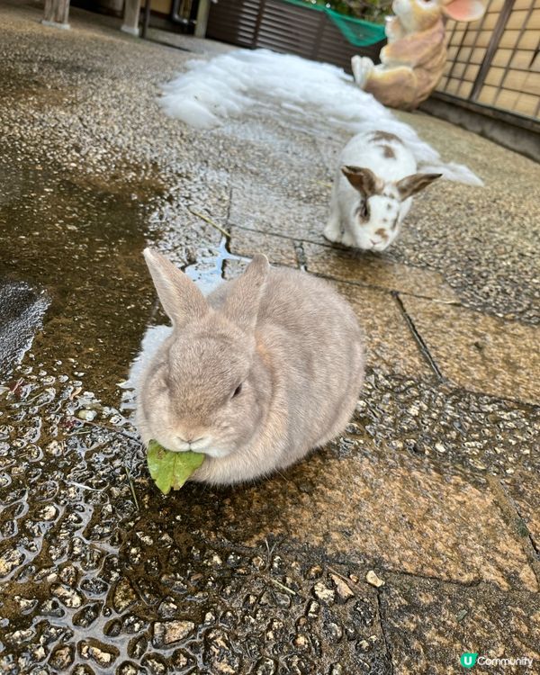 零距離接觸兔兔🐰