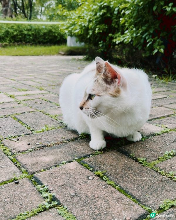大埔湖畔打卡小白鷺餐廳📸