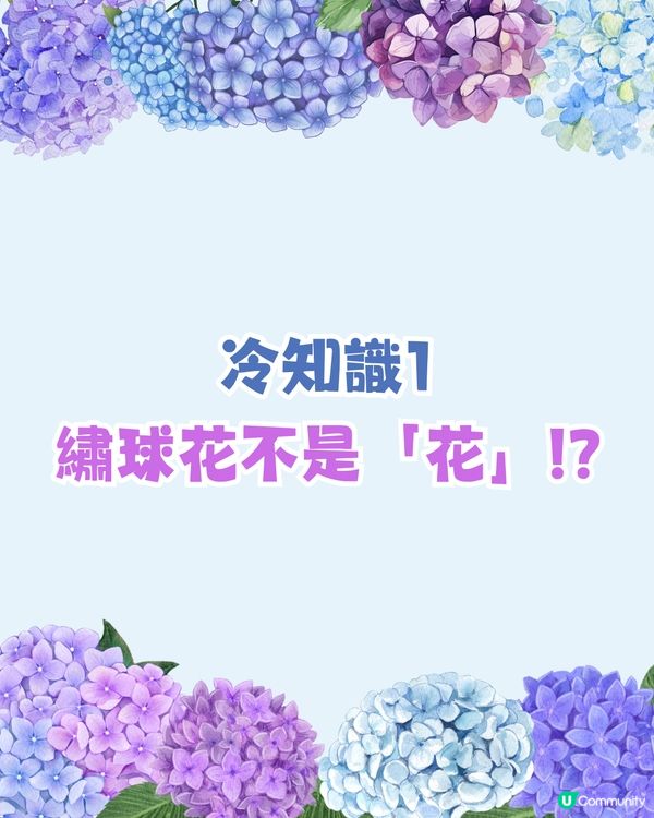 日本全國繡球花開花時間表🇯🇵💙超詳細版😍附3個冷知識🙌🏼