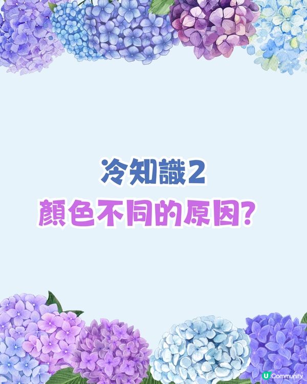 日本全國繡球花開花時間表🇯🇵💙超詳細版😍附3個冷知識🙌🏼