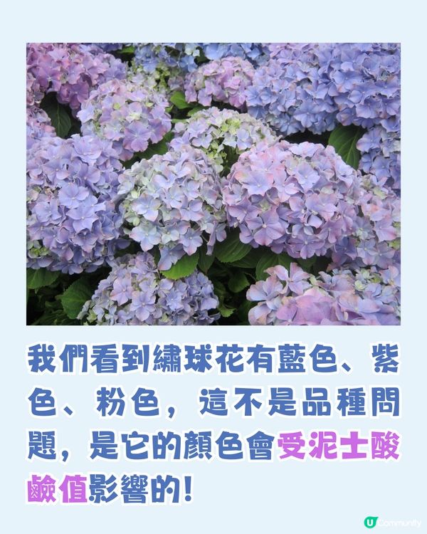 日本全國繡球花開花時間表🇯🇵💙超詳細版😍附3個冷知識🙌🏼