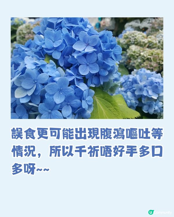 日本全國繡球花開花時間表🇯🇵💙超詳細版😍附3個冷知識🙌🏼