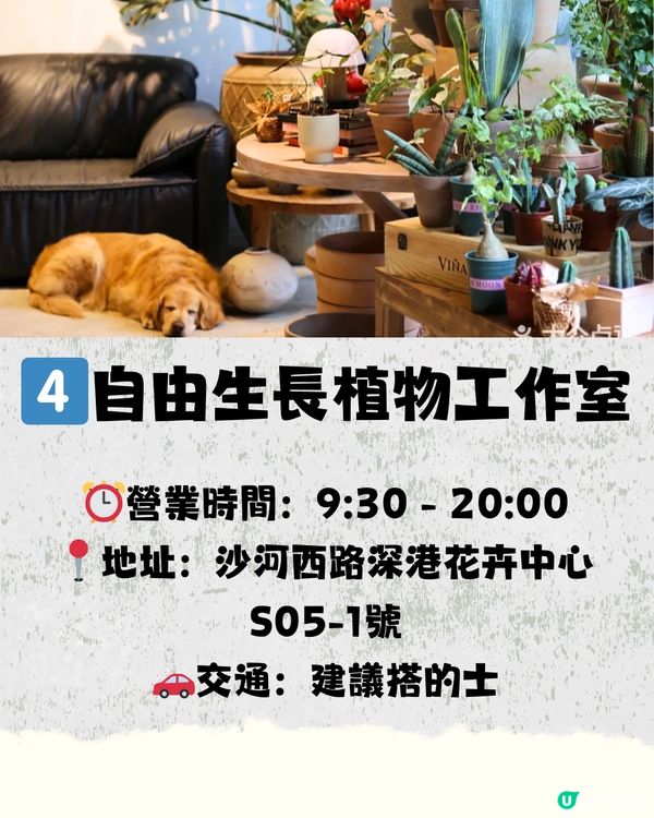 深圳避世咖啡店☕️8大打卡清單🧾附交通教學🚗