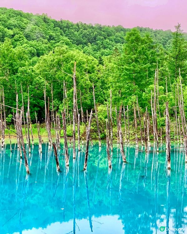 一生必去一次💙美瑛白金青池⛲️🧊