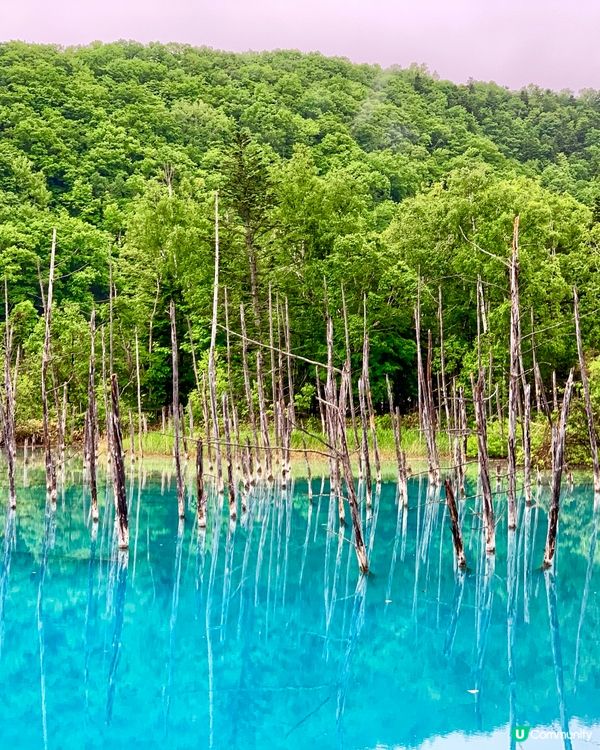 一生必去一次💙美瑛白金青池⛲️🧊
