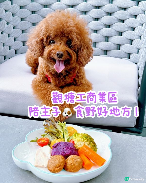 可以帶狗去露天座位