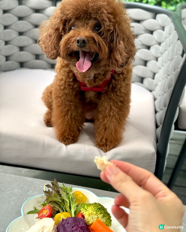 可以帶狗去露天座位