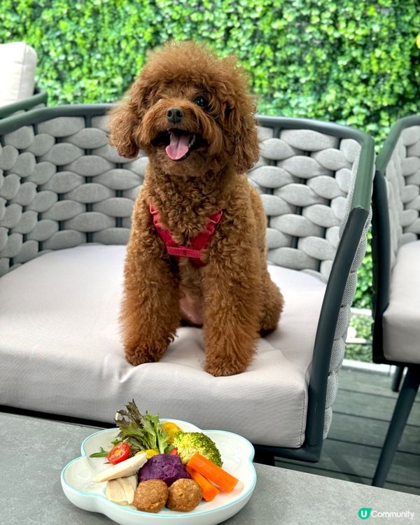 可以帶狗去露天座位