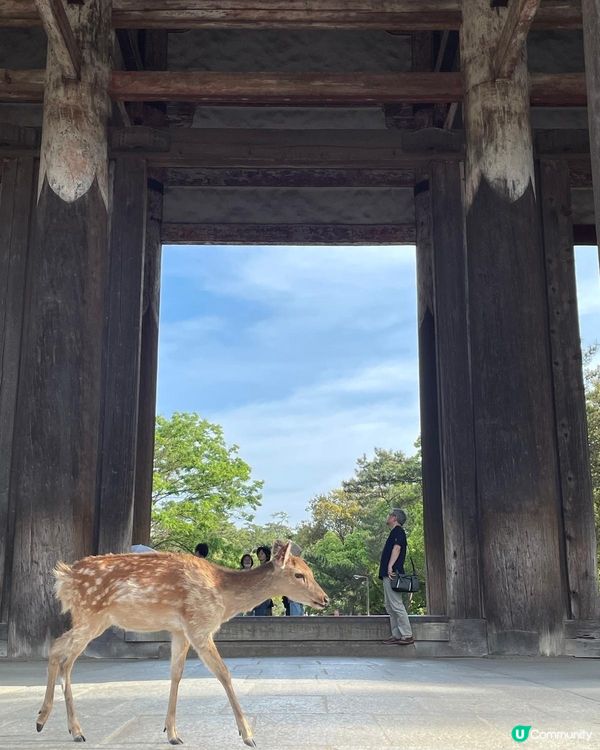  奈良美景與可愛的鹿🦌🦌