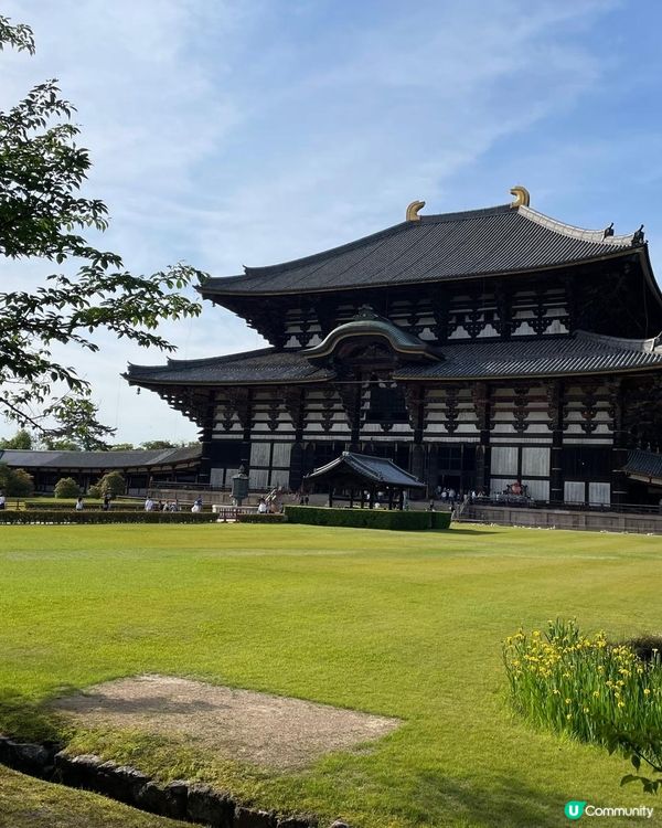  奈良美景與可愛的鹿🦌🦌