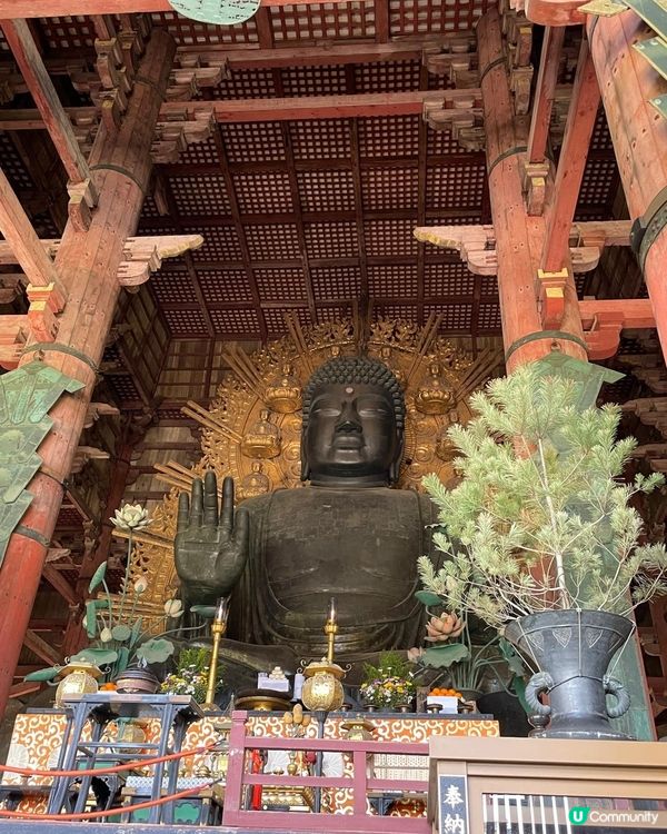  奈良美景與可愛的鹿🦌🦌