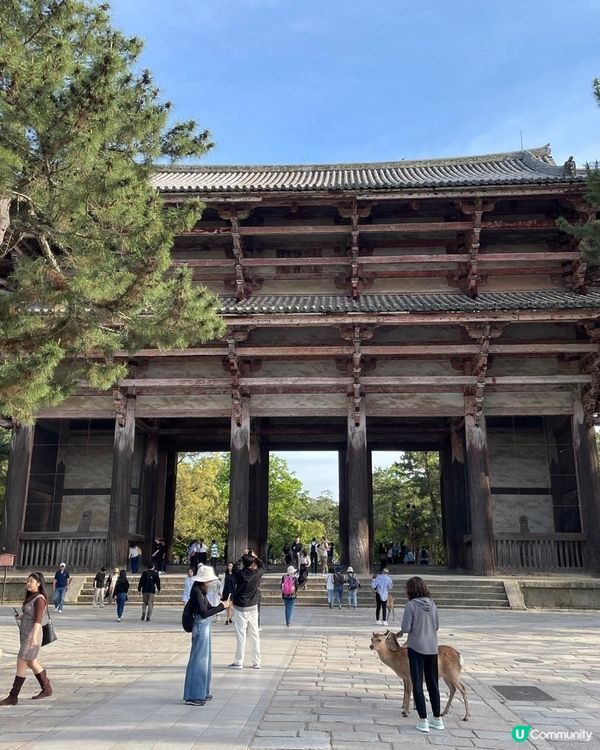  奈良美景與可愛的鹿🦌🦌