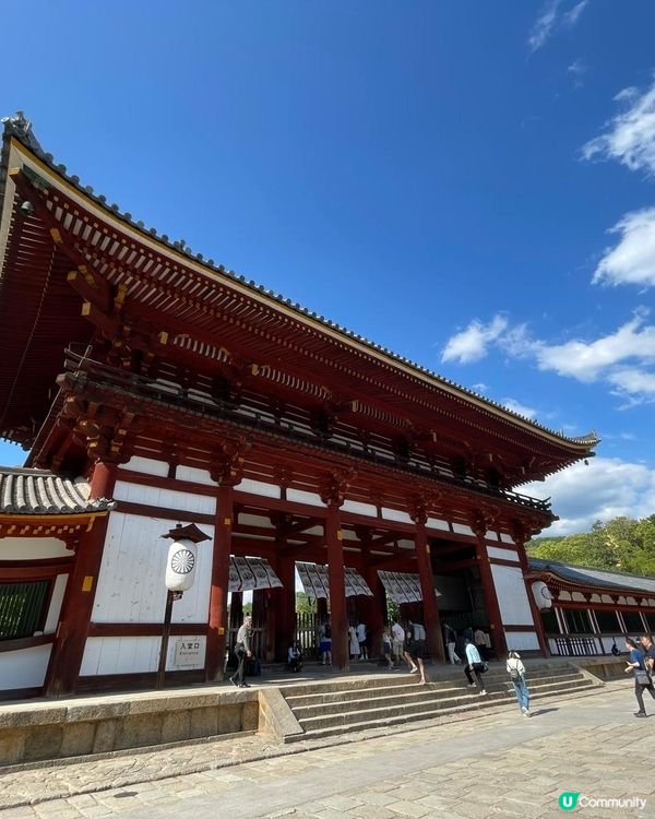  奈良美景與可愛的鹿🦌🦌