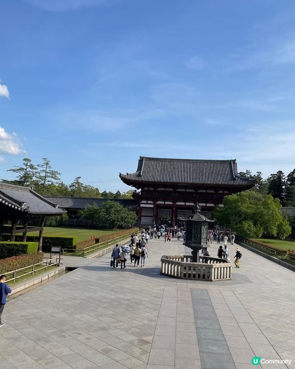  奈良美景與可愛的鹿🦌🦌