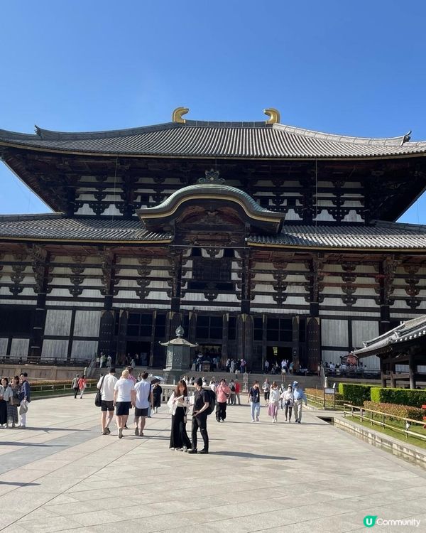  奈良美景與可愛的鹿🦌🦌