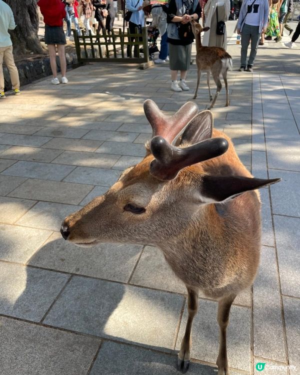  奈良美景與可愛的鹿🦌🦌