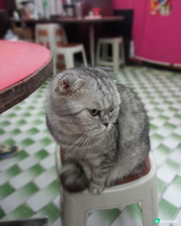 遇上會R吃的貓店長