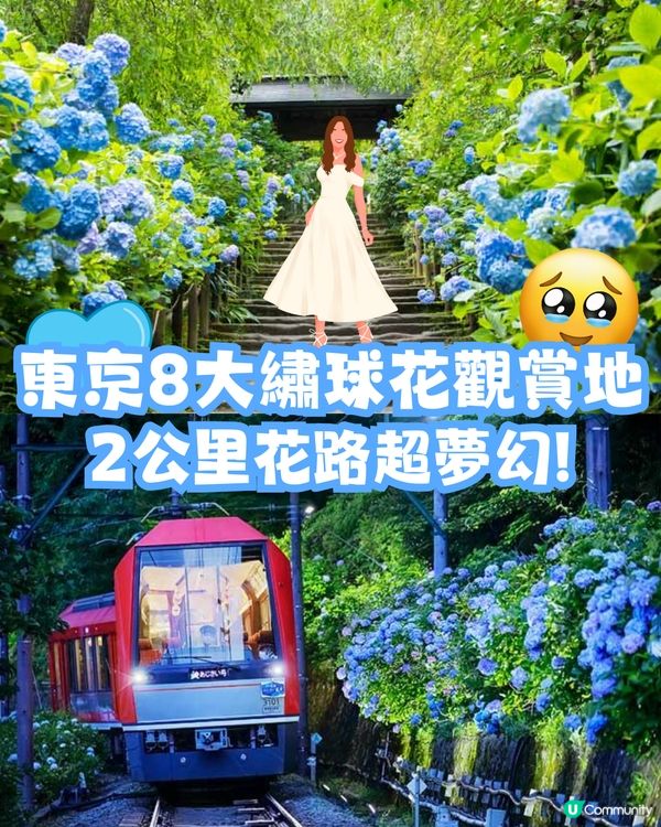 東京8大繡球花觀賞地💙💜2公里花路超夢幻😍市區近郊都有選擇😎