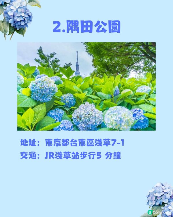 東京8大繡球花觀賞地💙💜2公里花路超夢幻😍市區近郊都有選擇😎