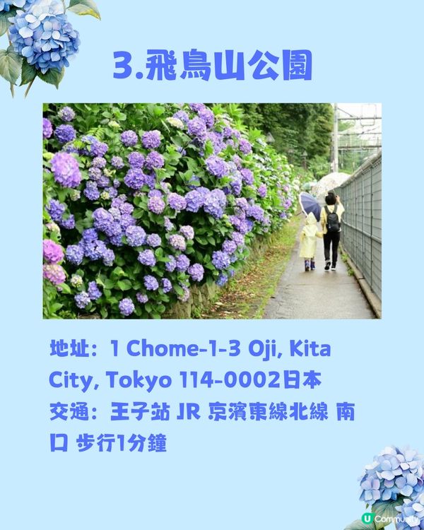 東京8大繡球花觀賞地💙💜2公里花路超夢幻😍市區近郊都有選擇😎