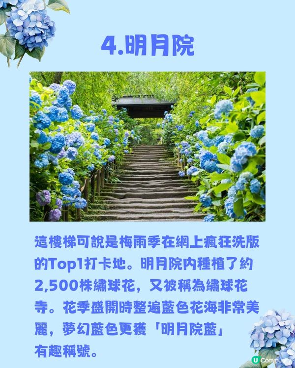 東京8大繡球花觀賞地💙💜2公里花路超夢幻😍市區近郊都有選擇😎