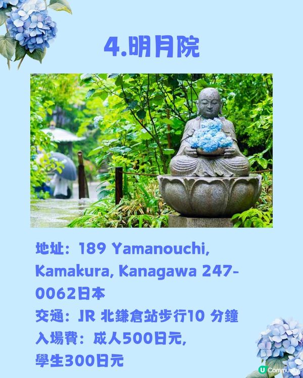 東京8大繡球花觀賞地💙💜2公里花路超夢幻😍市區近郊都有選擇😎