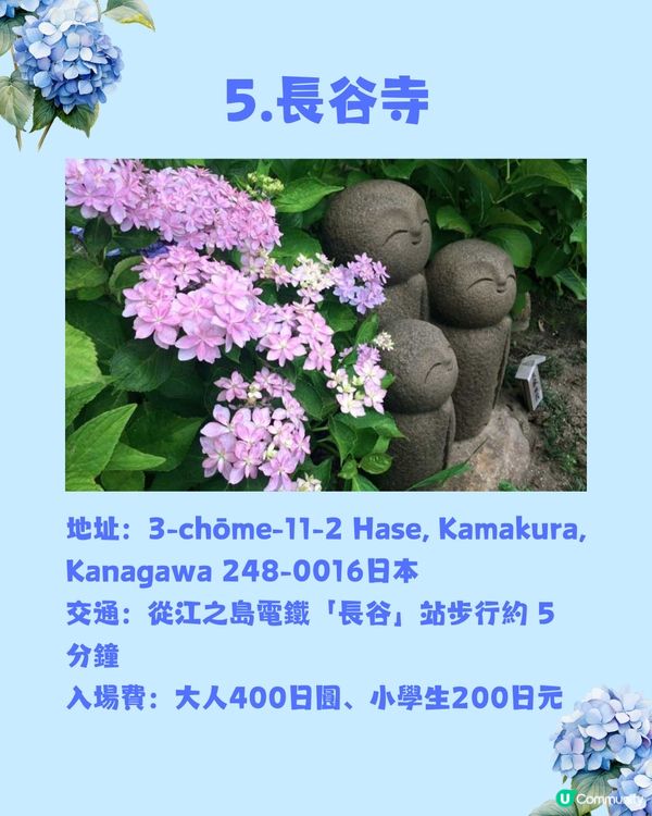 東京8大繡球花觀賞地💙💜2公里花路超夢幻😍市區近郊都有選擇😎