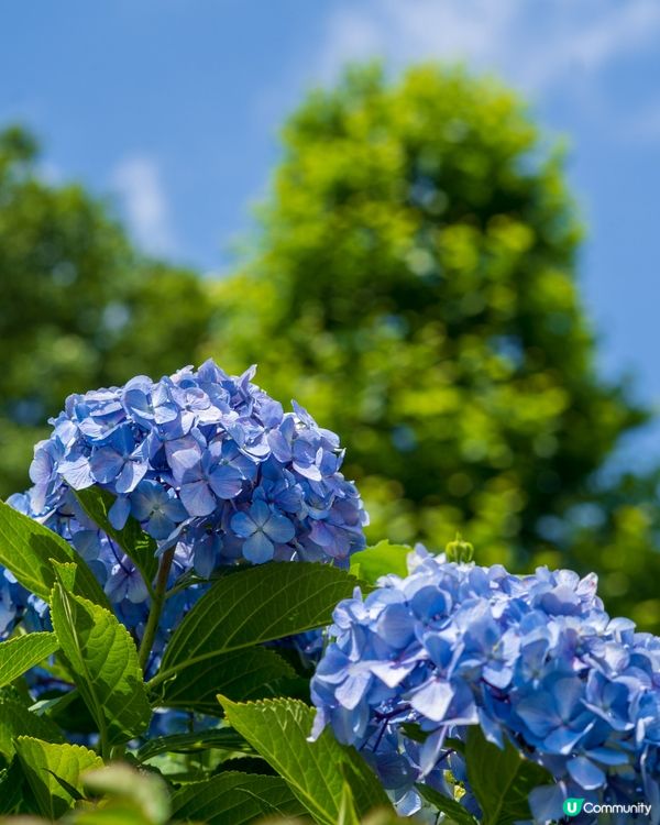 東京8大繡球花觀賞地💙💜2公里花路超夢幻😍市區近郊都有選擇😎