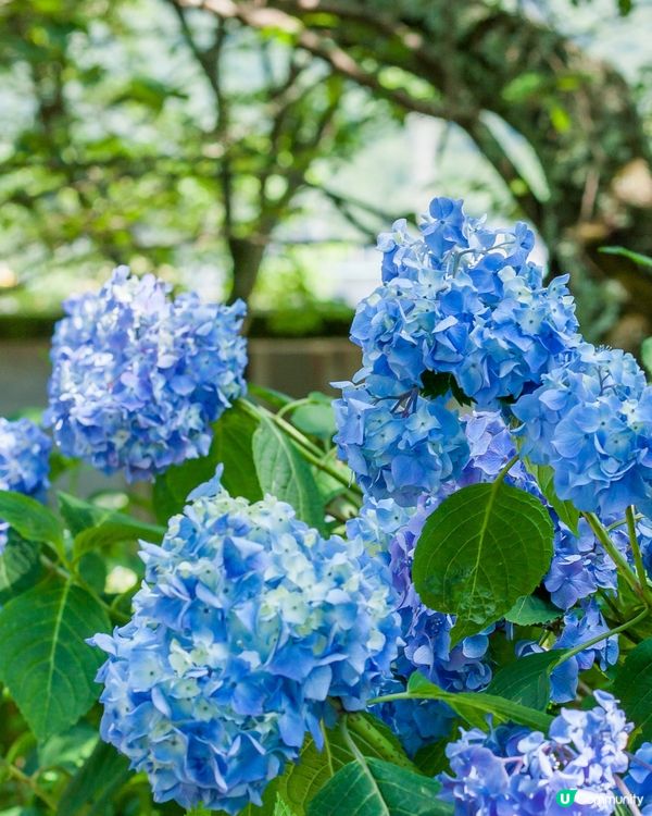 東京8大繡球花觀賞地💙💜2公里花路超夢幻😍市區近郊都有選擇😎