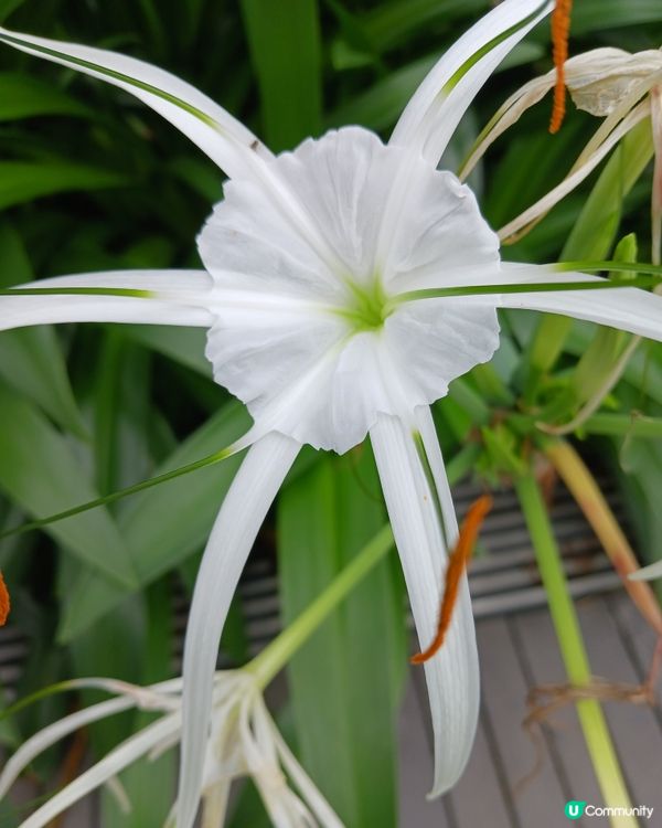 賞花！來啟德賞花